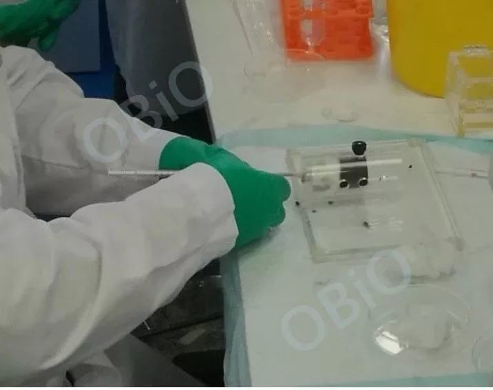 知识分享关于动物注射技术有这一篇就够了