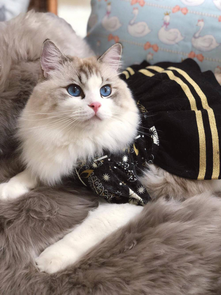 论颜值我只服这只布偶猫!太美了,不看感觉错过一个亿