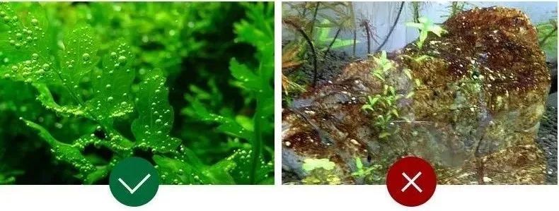 顽固的藻类 今天一定要打败它