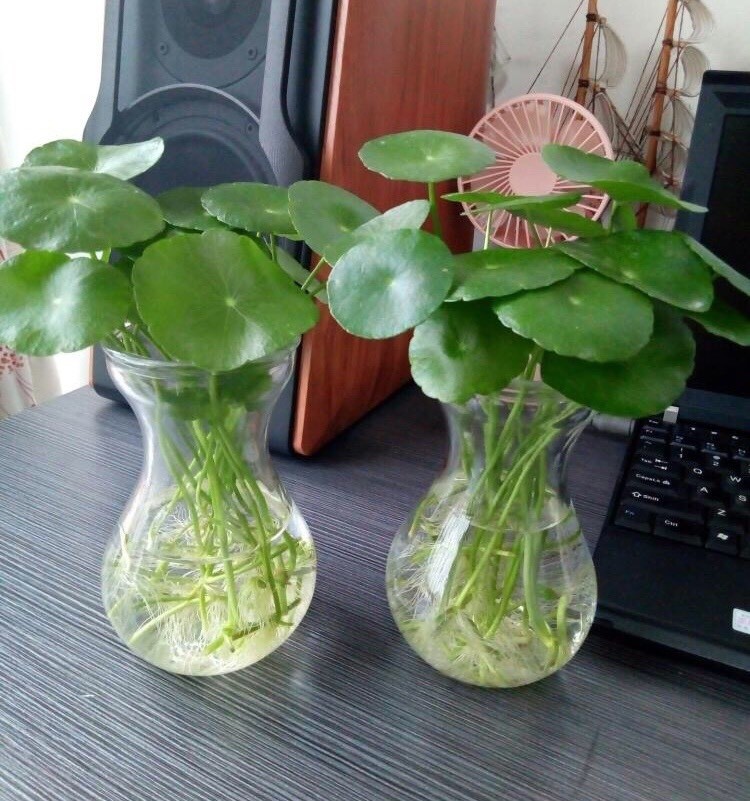 把铜钱草养好,记住"4个字"就行,不停的长叶子,轻松养爆盆