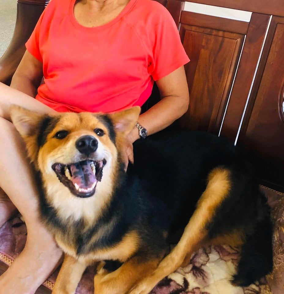 流浪狗被嫌弃又脏又臭 一年后成了人见人爱的 小鲜肉