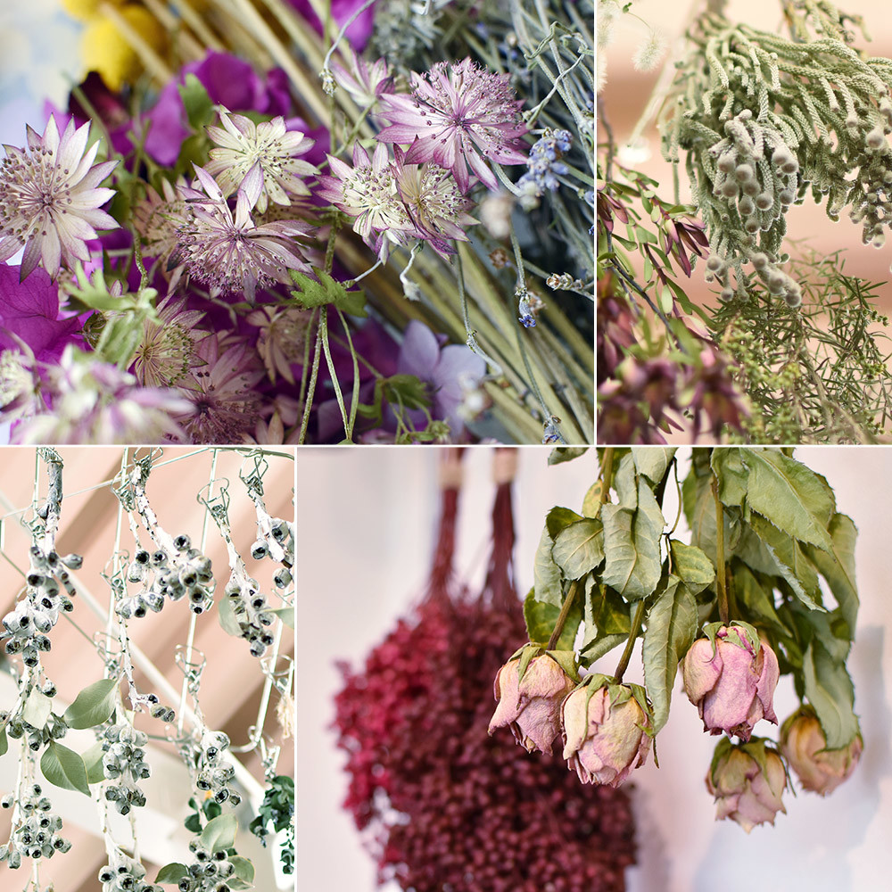 浮游花植物标本 另一种赏花方式 腾讯新闻