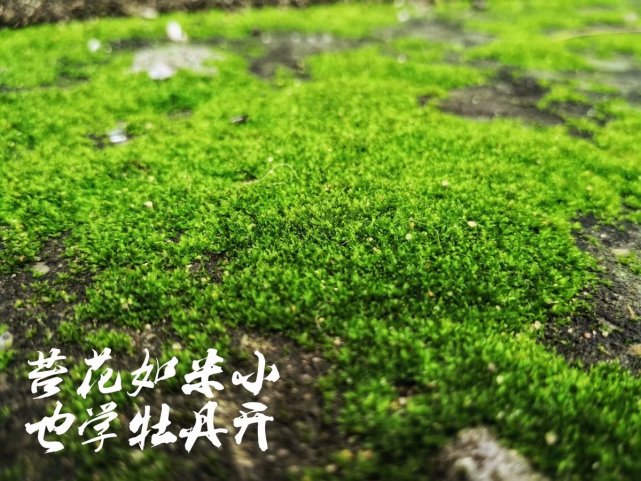 借得万物好成文生命哲思类写作指导及范文简评