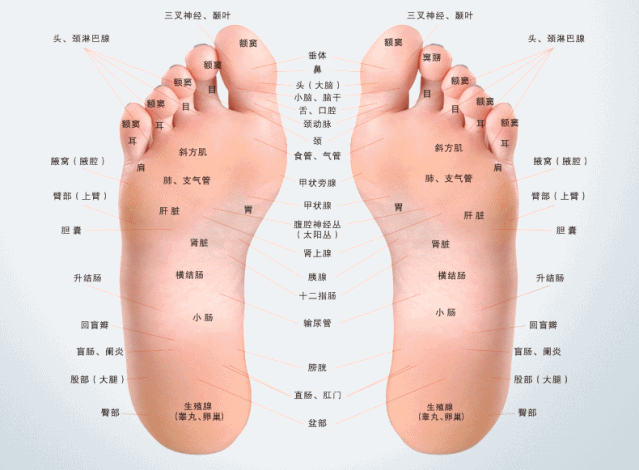 一送一 1 每日泡1次=省下一瓶"小棕瓶" =跑步5公里 足底=人的第二心脏