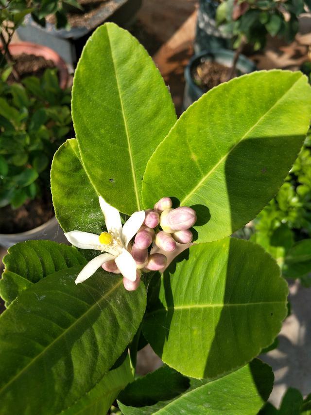 盆栽柠檬花开满枝却落叶又落花 挂果难 这几个原因别忽视 腾讯新闻