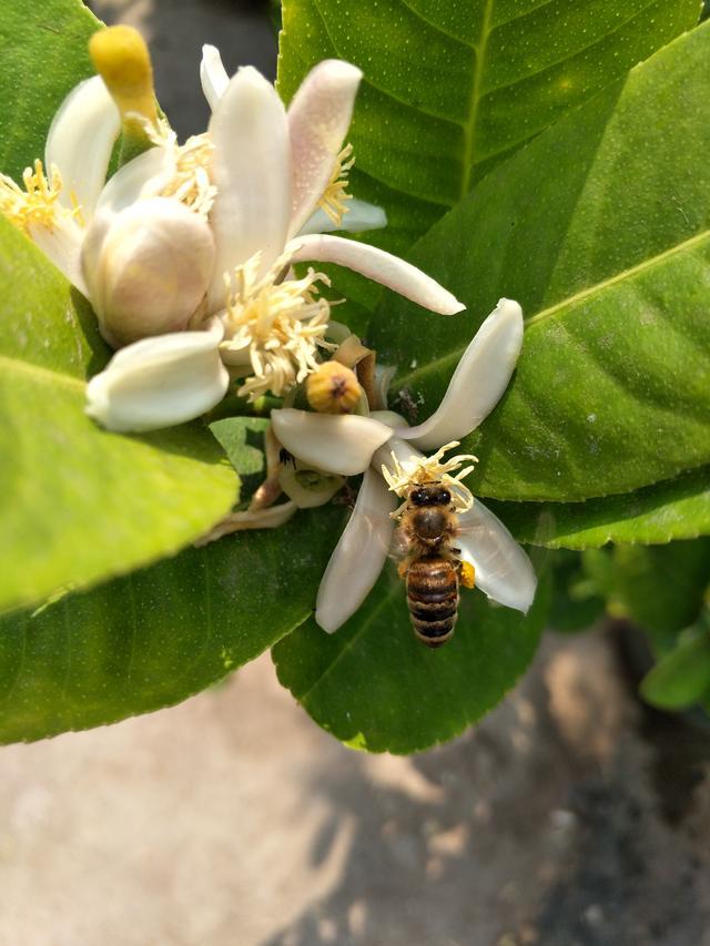 盆栽柠檬花开满枝却落叶又落花 挂果难 这几个原因别忽视