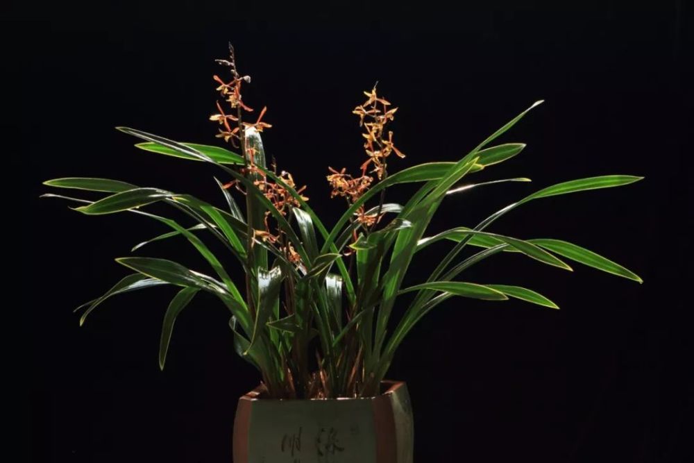 谈一谈养兰花用什么肥料比较好