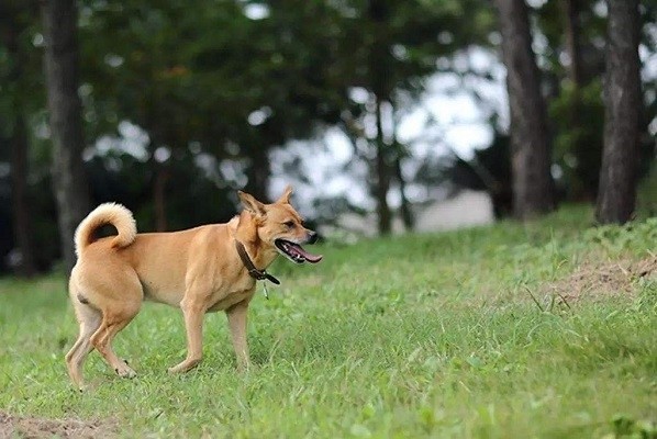 土狗的叫声会惊醒正在睡觉的主人,主人可能以为是有小偷来了,可是起来