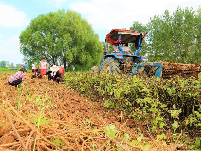 农民种植"懒人农作物",3亩收入3千元,能赚多少钱?