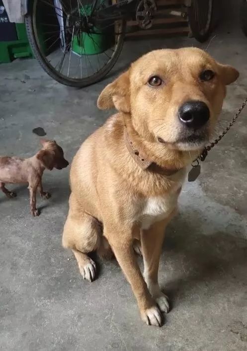 主人跟田园犬握手表示友好 万万没想到后面的狗亮了 腾讯新闻