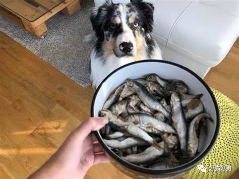 狗可以吃鱼吗?哪些鱼可以吃,哪些鱼是千万不能