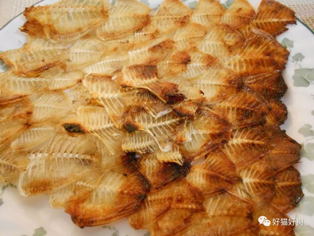 狗可以吃鱼吗?哪些鱼可以吃,哪些鱼是千万不能