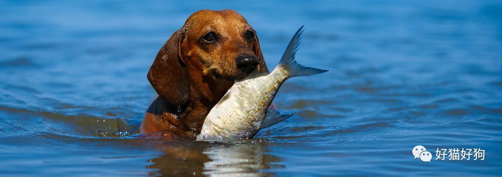 狗可以吃鱼吗?哪些鱼可以吃,哪些鱼是千万不能