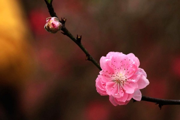 情感测试:哪张图片里的桃花开的旺盛?测你近期的桃花运