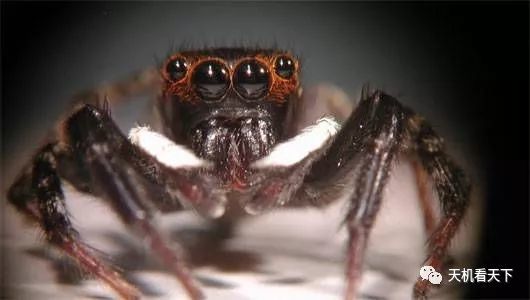 腾讯内容开放平台