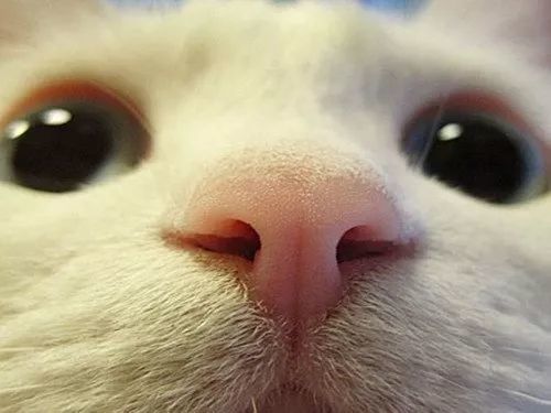 犬猫鼻子干,是得病了吗?