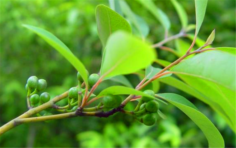 木姜子树可以扦插吗?这里告诉你答案!