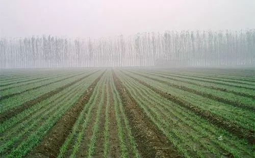 小麥秋播高產種植技術,注意事項有哪些?