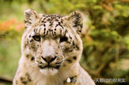 为什么人类只吃草食动物 却几乎不吃肉食动物呢 来看看专家怎么说 腾讯新闻