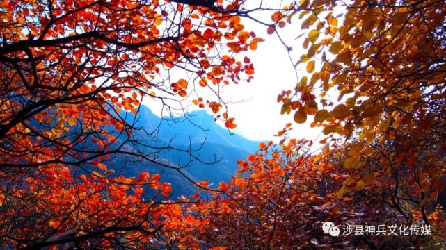 金秋賞紅葉一定要去太行紅葉大峽谷涉縣莊子嶺風景區