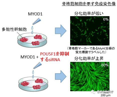 Ips细胞新研究揭开遗传性耳聋成因 盘点ips细胞这几年都 腾讯新闻