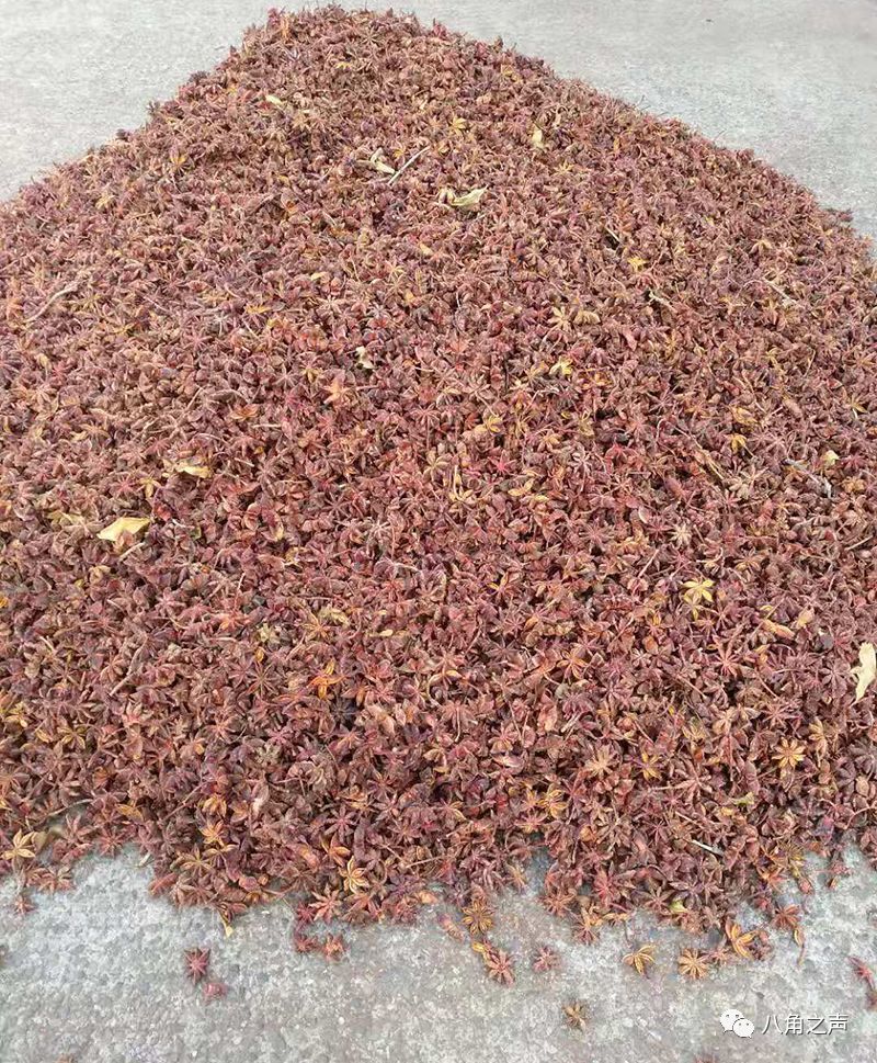 八角,桂皮产地最新行情资讯