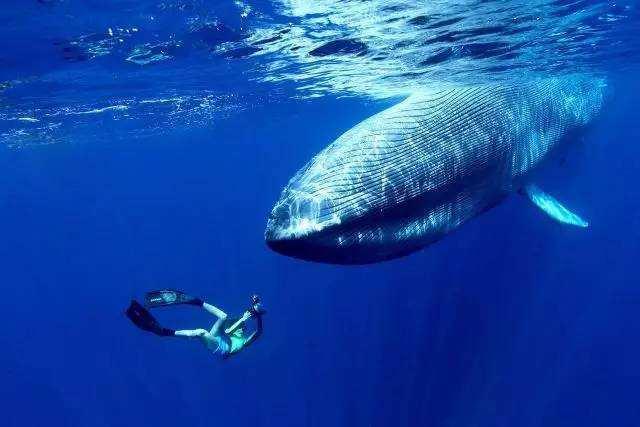 蓝鲸用肺呼吸,为什么离开水也会死呢?科学家给出的答案!