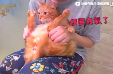 高能预警 这是一篇有味道的文章 手把手教你如何给猫咪挤肛门腺 腾讯新闻