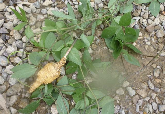 在农村,1种野草人称"四叶参",采挖根茎后"晒干",有价值!