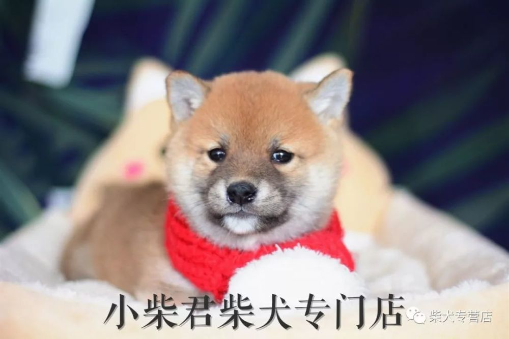 饲养调教法柴犬快速适应新环境的两个要点 腾讯新闻
