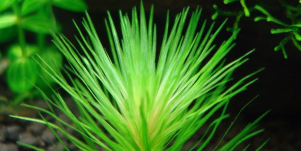 大松尾草 大松尾草.花水藓科禾本系列沉水植物.