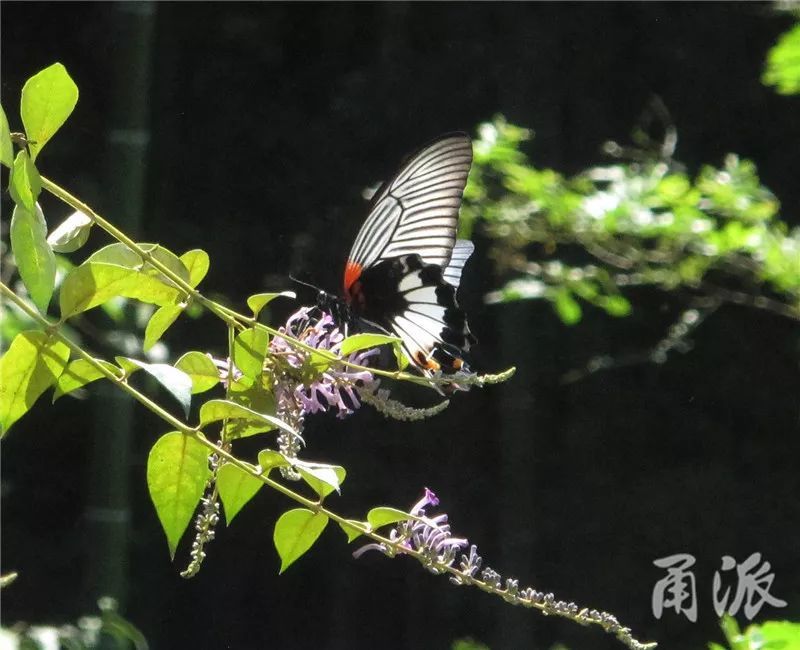两种重量级蝴蝶首现奉化 枯叶蛱蝶和美凤蝶你见过吗 腾讯新闻