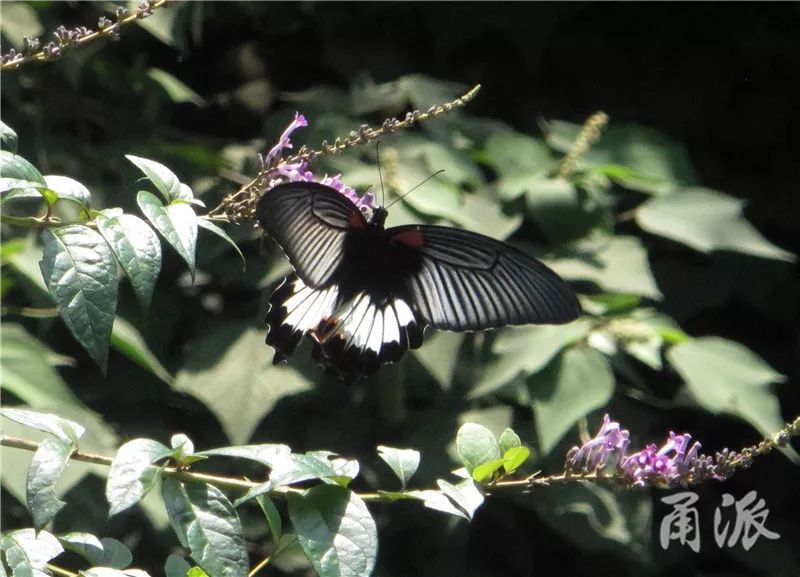 两种重量级蝴蝶首现奉化 枯叶蛱蝶和美凤蝶你见过吗 腾讯新闻