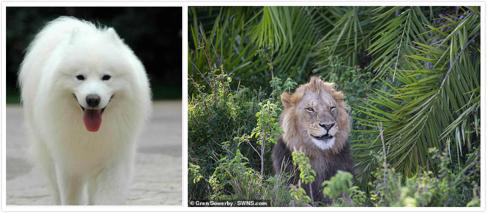 英国摄影师在肯尼亚拍下狮子罕见照片森林之王露出萨摩般的微笑