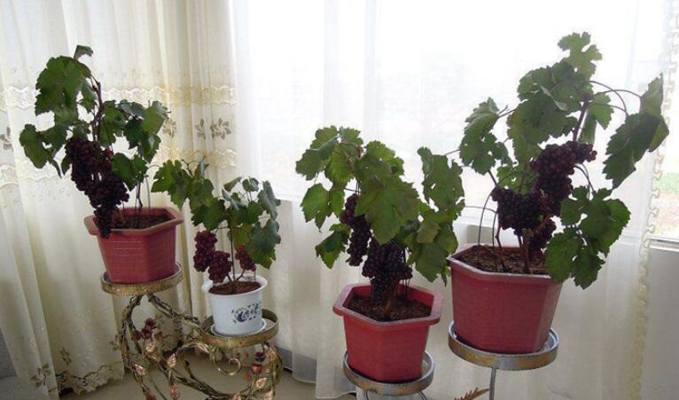教你如何在阳台上种植好吃的葡萄 这些小知识很不错 腾讯新闻
