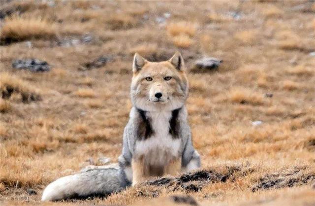 青藏线遇到藏狐 一张大方脸 占旱獭窝不说 常跟在棕熊身后捡漏 腾讯新闻