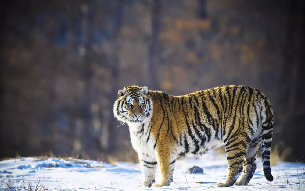 东北虎VS孟加拉虎哪一个更厉害?