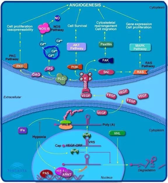 缺氧诱导因子-1α(hif-1α)是低氧应答状态中重要的转录因子 参与