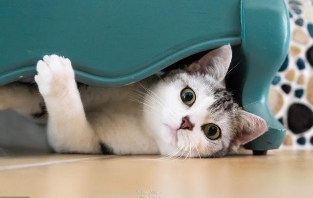 猫根本不爱叫 对主人喵喵叫 其实是猫给主人设下的陷阱 腾讯新闻