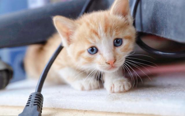 猫根本不爱叫 对主人喵喵叫 其实是猫给主人设下的陷阱 腾讯新闻