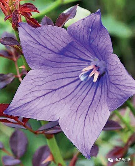 道拉基,道拉基,道拉基,白白的道拉基长满山野