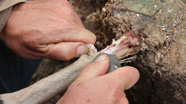 40萬年前就有人工罐頭考古學家原始人熟練加工動物腿骨