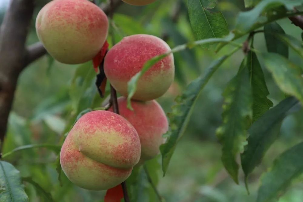 利川硒硒冬桃脆甜求带走!