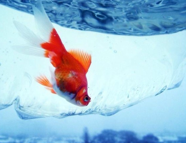金鱼的记忆时间只有7秒?别被骗了,金鱼的记忆力远超你想象