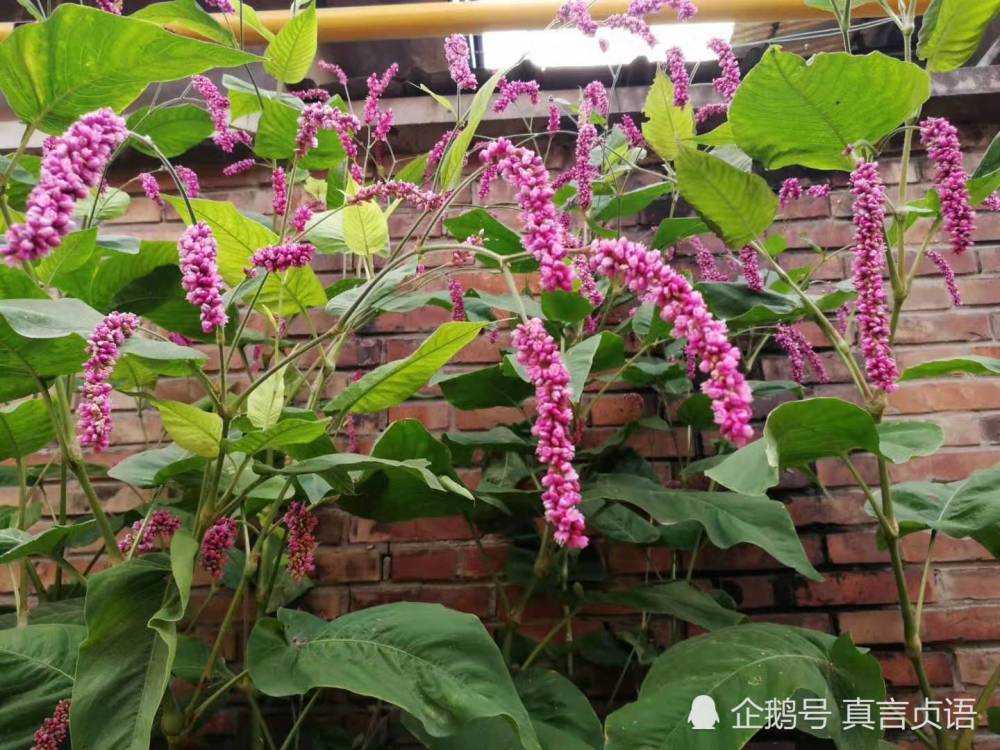 徐文艳原创诗歌散文 初见狗尾花 腾讯新闻