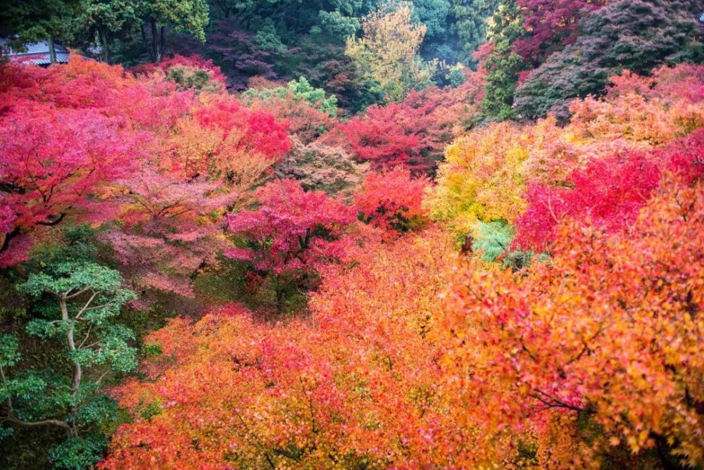 11月旅行地推荐 再有半个月 这些地方的颜值要逆天了 腾讯新闻