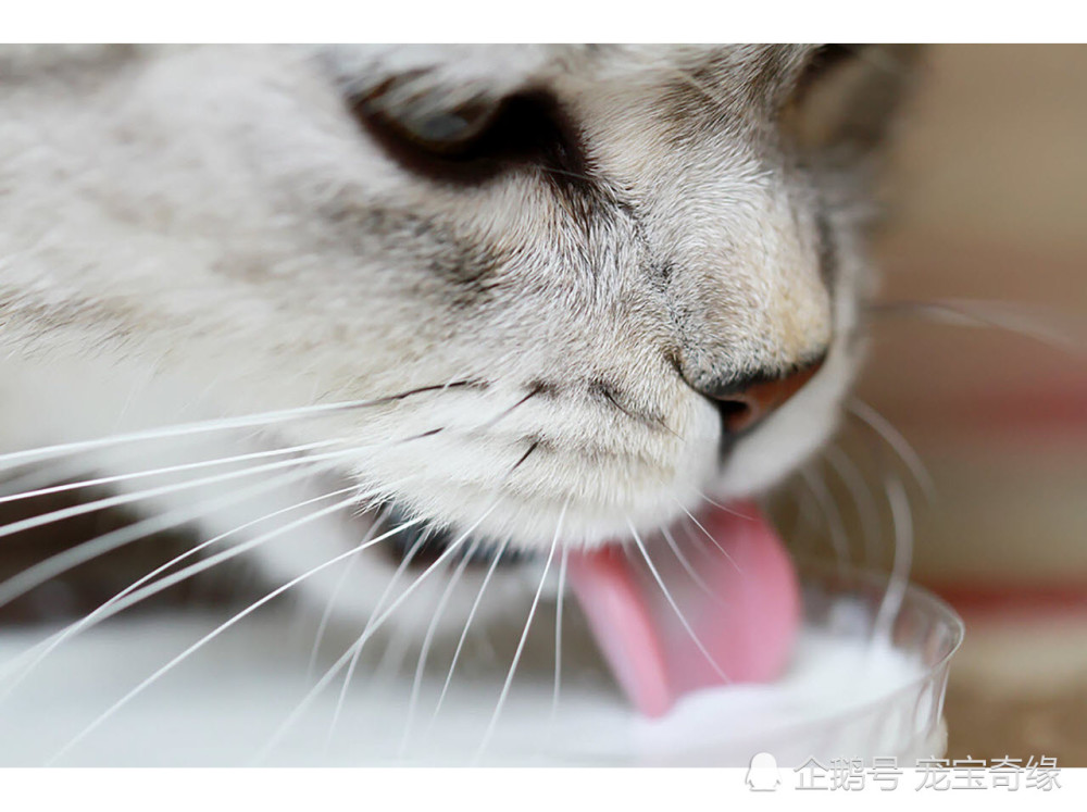 科普小知识:猫咪可以喝牛奶吗?