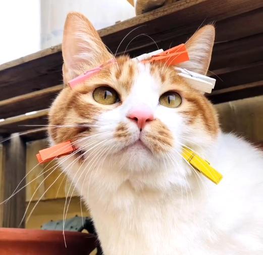 邻居家猫天天来闹 忍无可忍 派橘猫应战 果然大橘为重 腾讯新闻