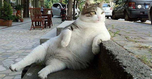 猫奴回家发现猫咪躺床上,一脸冷漠地看着他,男子:可我没养猫啊