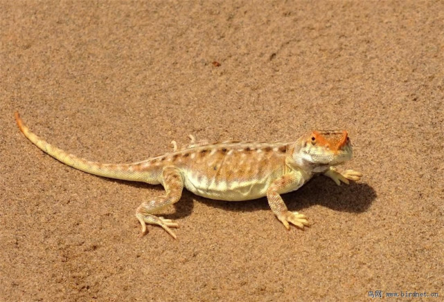 蝎虎现身青海戈壁不用喝水从空气中获取水分遇敌则断尾求生